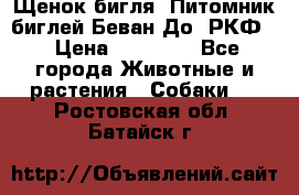 Щенок бигля. Питомник биглей Беван-До (РКФ) › Цена ­ 20 000 - Все города Животные и растения » Собаки   . Ростовская обл.,Батайск г.